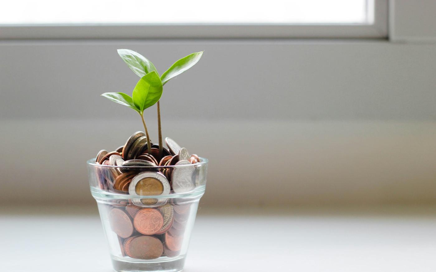 green plant in clear glass cup by micheile henderson courtesy of Unsplash.