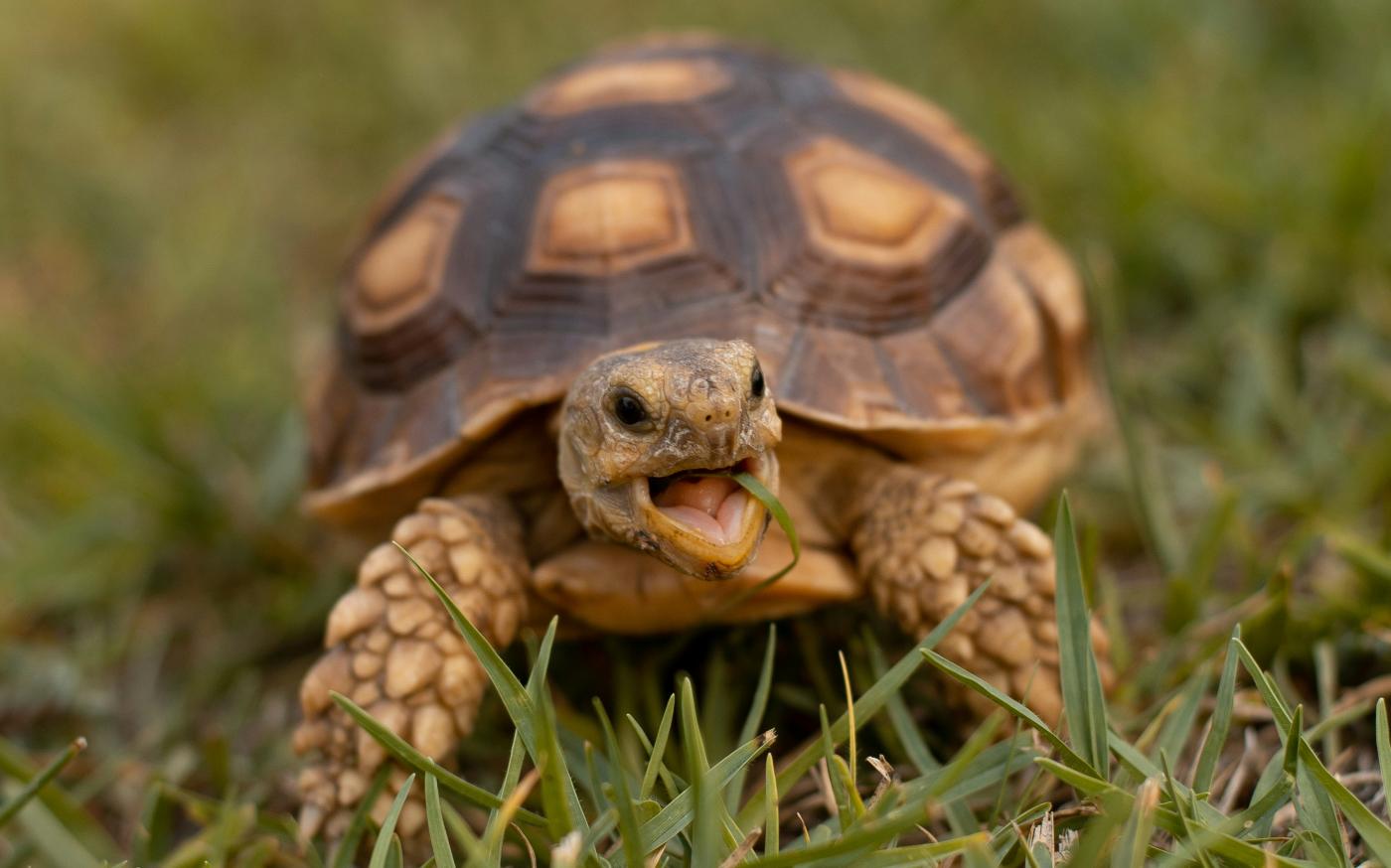brown and black turtle on green grass during daytime by David Cadenas courtesy of Unsplash.