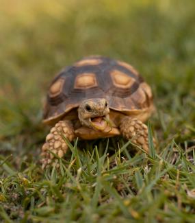 brown and black turtle on green grass during daytime by David Cadenas courtesy of Unsplash.